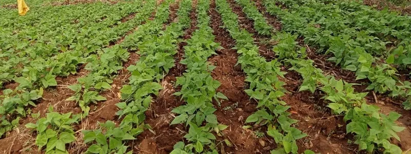 The Waweza farm in Kakamega